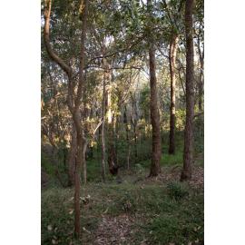 Denmark Hill Conservation Reserve, Ipswich, September 2022