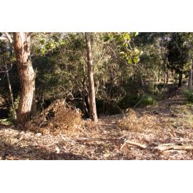 Denmark Hill Conservation Reserve, Ipswich, September 2022