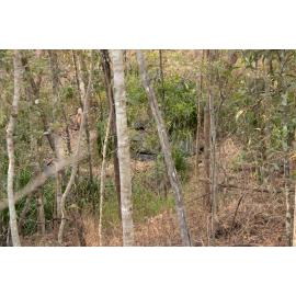 Denmark Hill Conservation Reserve, Ipswich, September 2022