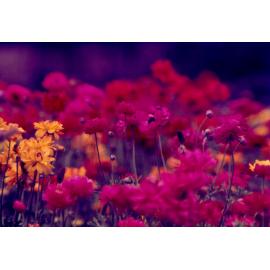 Flowers at Queens Park, Ipswich, c.1970