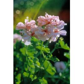Flowers at Queens Park, Ipswich, c.1970