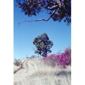 Track to site of Brynhyfryd ruins, Blackstone, 1970