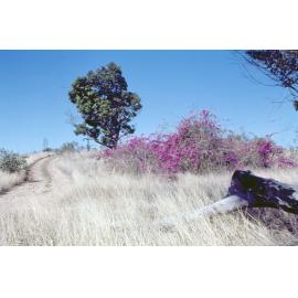 Track to site of Brynhyfryd ruins, Blackstone, 1970