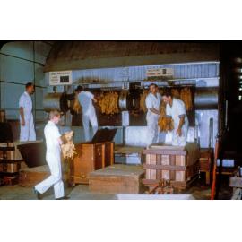 Workers at the Granville Tobacco Processors, Bundamba, Ipswich, 1969