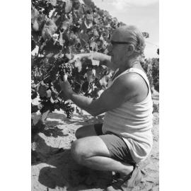 Man in Vineyard, Ipswich, Queensland, January 1978