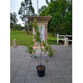 Pine Mountain Honour Stone: Lone Pine Tree, 2023