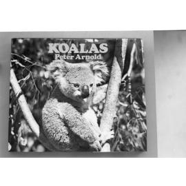 Koalas by Peter Arnold, Ipswich, January 1978