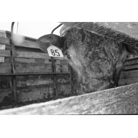 Shorthorn bull in a livestock truck, Ipswich, January 1978