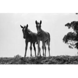 Foals, Ipswich, December 1977