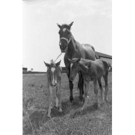 Foals with their mother, Ipswich, December 1977