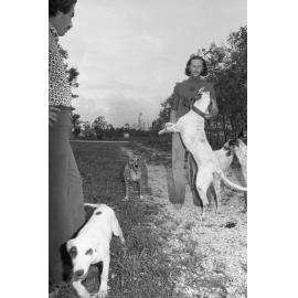 Man with dogs outside a residence, Ipswich, February 1978
