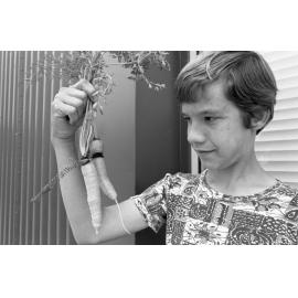 Boy grows strange carrots, Ipswich, November 1977