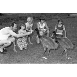 Family feeding emu chicks, Ipswich, November 1977