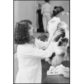 Unidentified judge interacting with cats at a cat show, Ipswich, July 1985