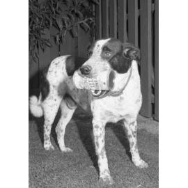 Dog holding a beer can, Ipswich, November 1977
