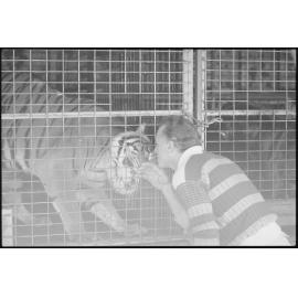 Unidentified man Interacting with a caged tiger, Ipswich, July 1985