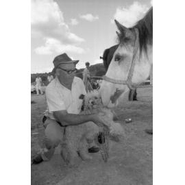 Man introducing dog to an inquisitive Clydesdale horse at an unidentified horse event, Ipswich, February 1978