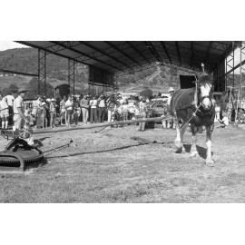 Horse powering farm machinery during an unidentified horse event, Ipswich, February 1978