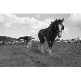 Young woman steering Horse-Drawn Single-Furrow plough during an unidentified horse event, Ipswich, February 1978