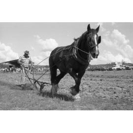 Unidentified man steering Horse-Drawn Single-Furrow plough during an unidentified horse event, Ipswich, February 1978