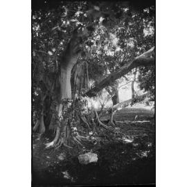 The gardens at Rockton, Newtown, Ipswich, July 1985