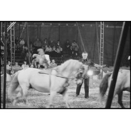 Unidentified handler and horses performing a circus act, Ipswich, July 1985