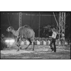 Unidentified handler controlling camels and a donkey in a circus act, Ipswich, July 1985