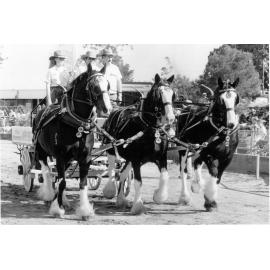Whybird's horse team at the Ipswich Show, 1991