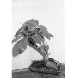 Plants on display for the Queensland Times, Ipswich, March 1978