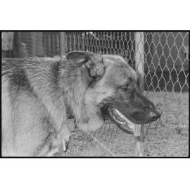 German shepherd dog behind a fence, Ipswich, January 1986