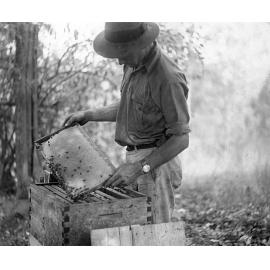 Merv Jones in the apiary, Oakleigh, Redbank Plains, Ipswich, 1950s