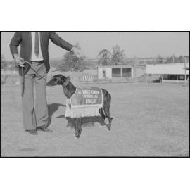 The finalist greyhound at the Ipswich Greyhound Racing Club, Ipswich, July 1985