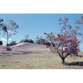 Limestone ridge, Queens Park, Ipswich, c.1970