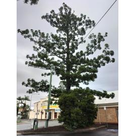 Hoop Pine, John Street, Nos. 7-9, Rosewood, Ipswich, 2024