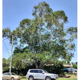 Port Jackson Fig, Old Toowoomba Road, No. 22, One Mile, Ipswich, 2024