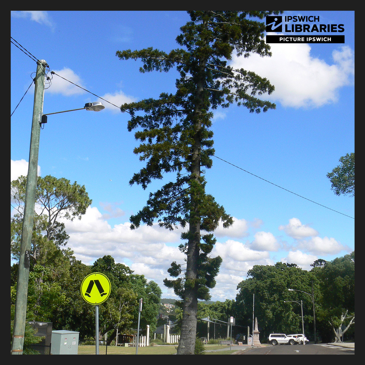 Queens Park Heritage Trail, Stop 03, Hoop Pine