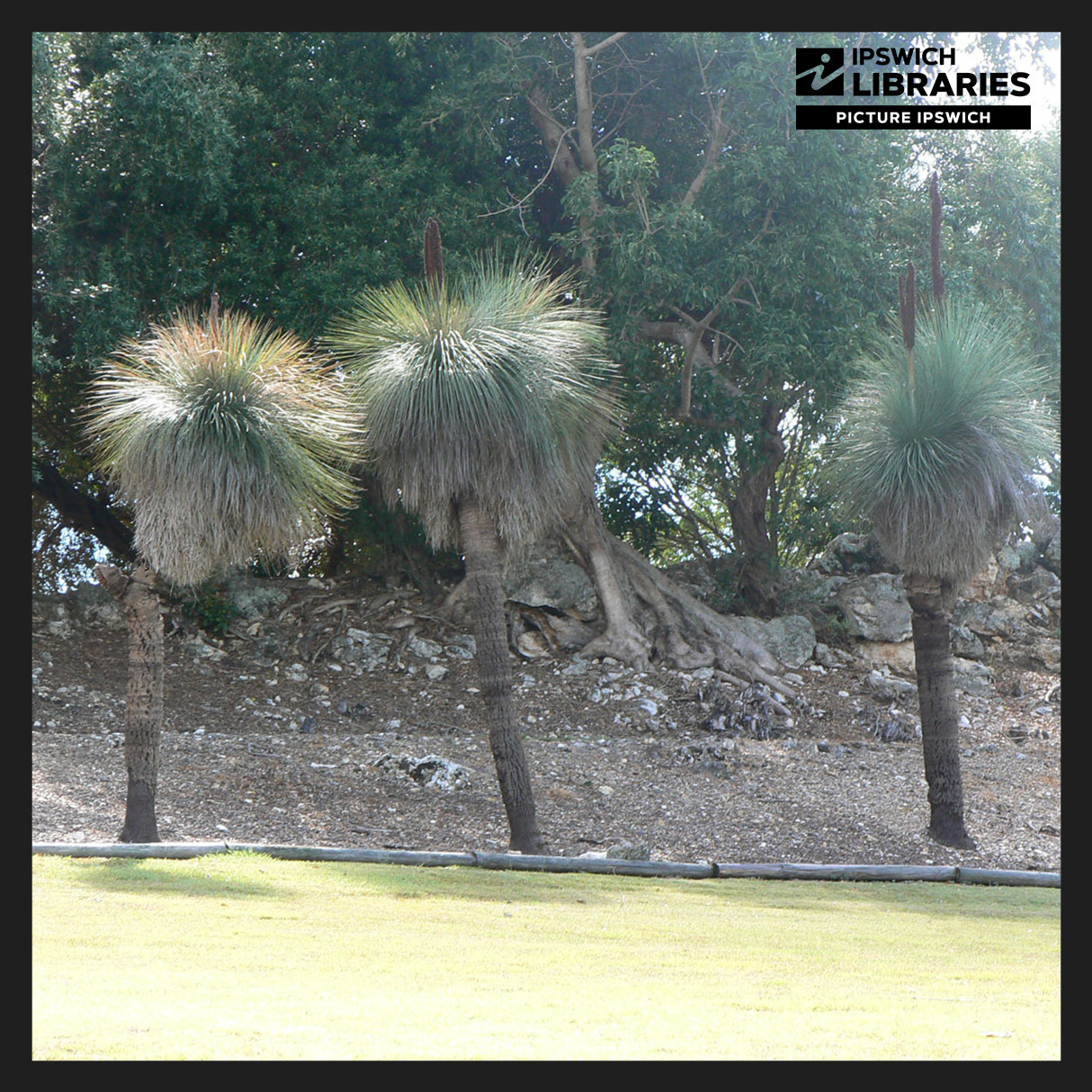 Queens Park Heritage Trail, Stop 08, Grass Trees