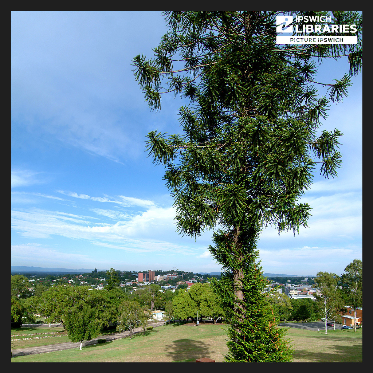 Queens Park Heritage Trail, Stop 10, Bunya Pine