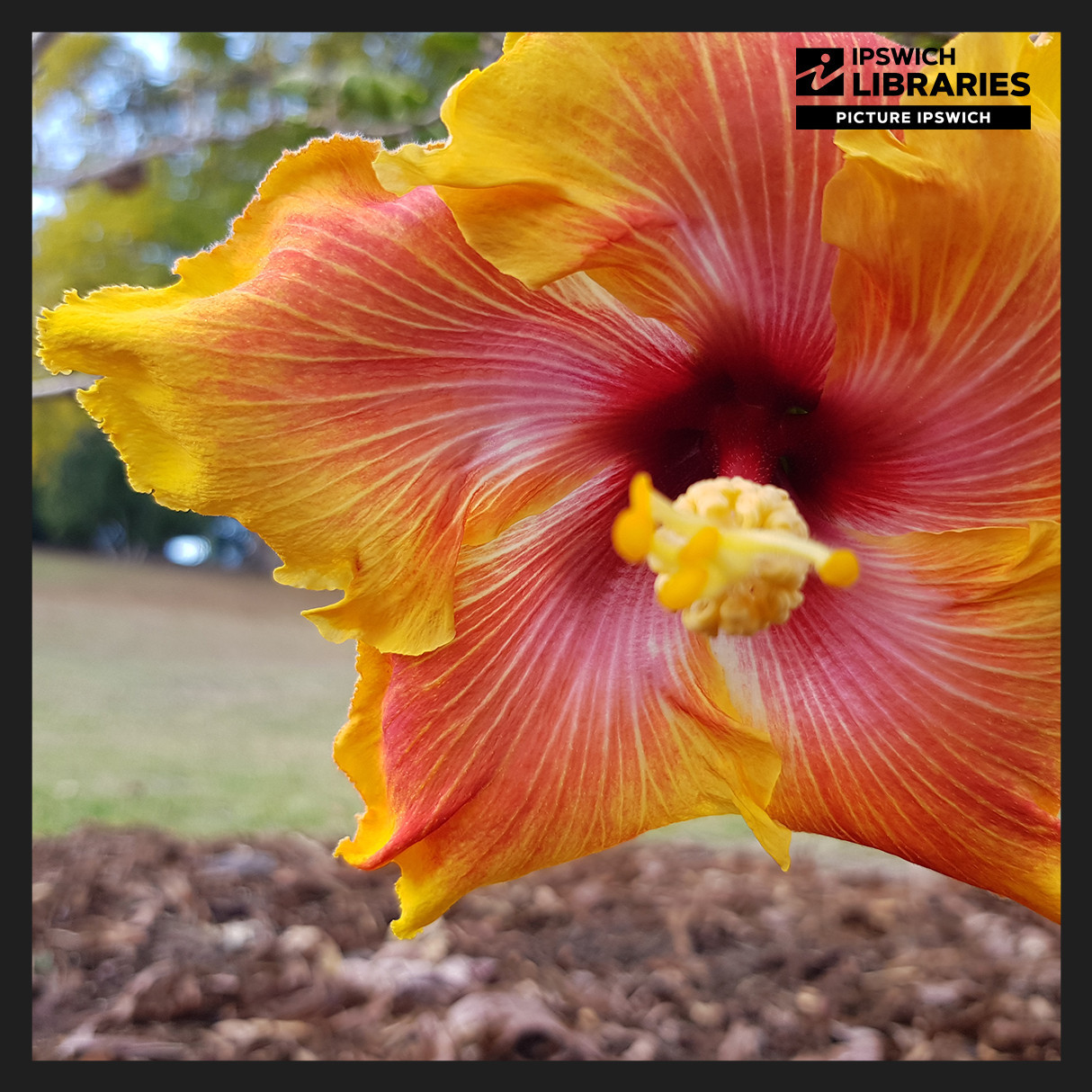 Queens Park Heritage Trail, Stop 12, Hibiscus