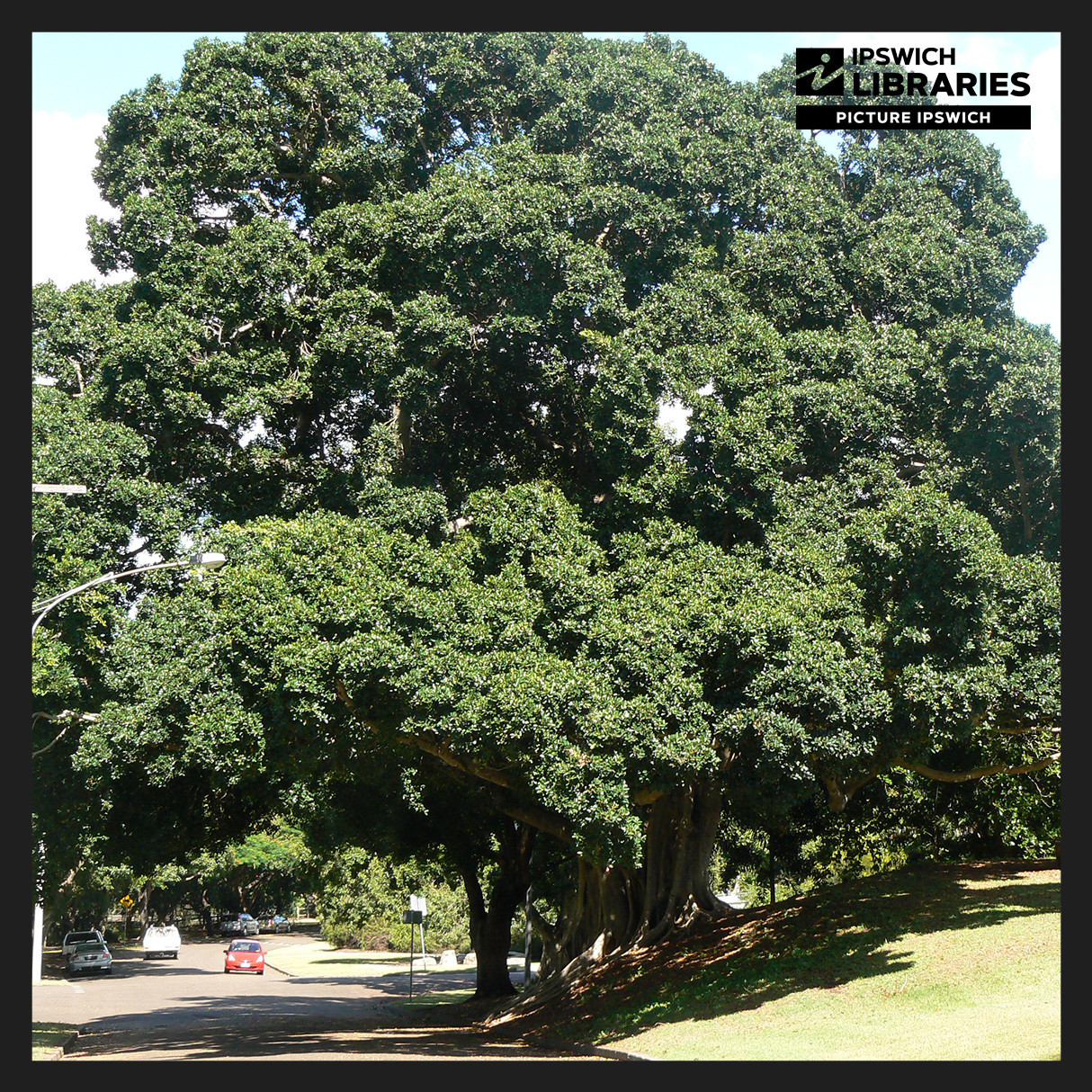 Queens Park Heritage Trail, Stop 15, Trees