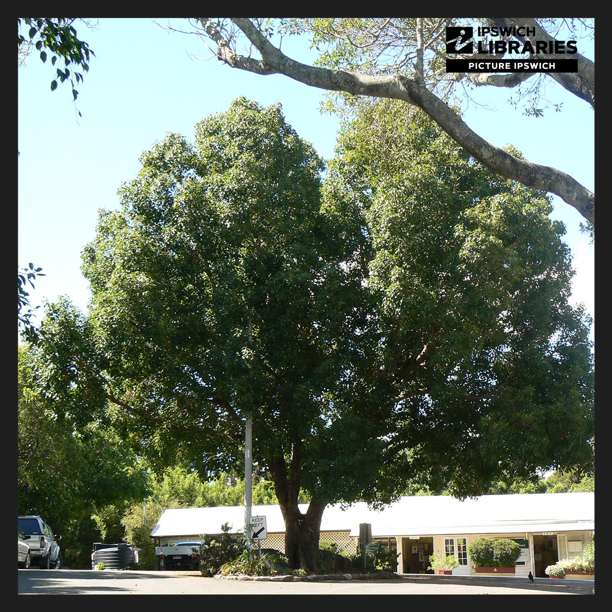Queens Park Heritage Trail, Stop 16, Bo Tree