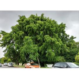 Weeping Fig, Whitehill Road, No. 34, Eastern Heights, Ipswich, 2024