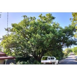 Camphor Laurel, O'Sullivan Street, No. 35, Woodend, Ipswich, 2024