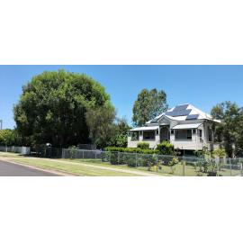 Camphor Laurel, Woodford Street, No. 42, One Mile, Ipswich, 2024