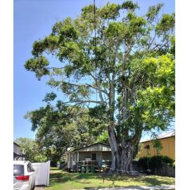 Port Jackson Fig and Moreton Bay Fig, Woodford Street, No. 80A , One Mile, Ipswich, 2024