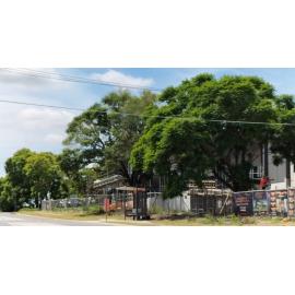 Jacaranda Trees, and Moreton Bay Fig Tree, Jacaranda Street, No. 111, and Roma Street, Nos. 1 & 3, North Booval, Ipswich, 2024