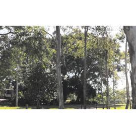Moreton Bay Fig, Pine Mountain Road, No. 621, Muirlea, Ipswich, 2024