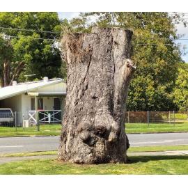 Gum-topped Box Tree, Alice Street, and Spalding Crescent, (intersection of), Goodna, Ipswich, 2023
