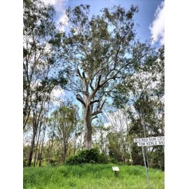Forest Red Gum Tree, Gipps Street Road Reserve, (Located to the southeast of Tom Kerle Bridge, Hiddenvale Road, over Western Creek, between the watercourse and road reserve), Calvert, Ipswich, 2023