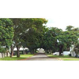 Former Bleak House Driveway Plantings, Olmai Avenue, Eastern Heights, Ipswich, 2024